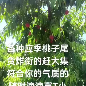 早玉，早14号，龙凤3