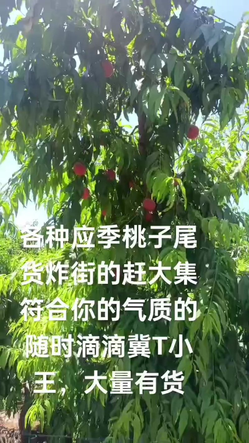 早玉，早14号，龙凤3