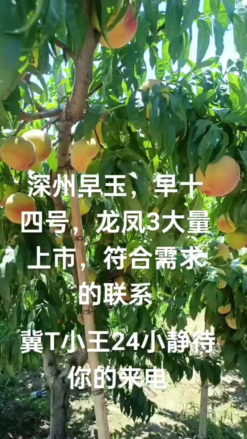 早玉，早14号，龙凤3