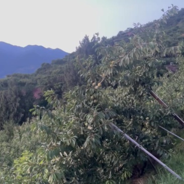 巫山脆李