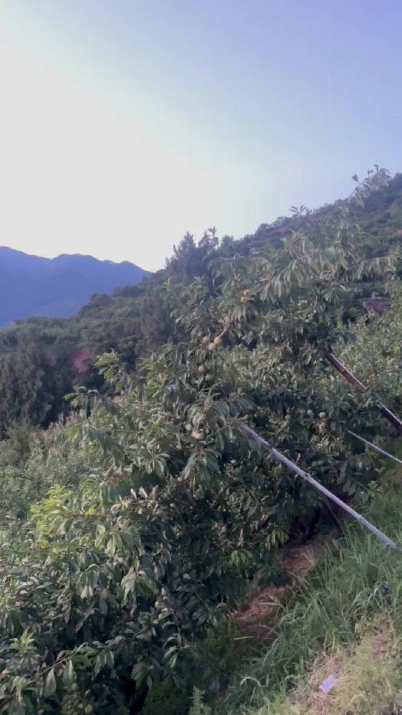 巫山脆李
