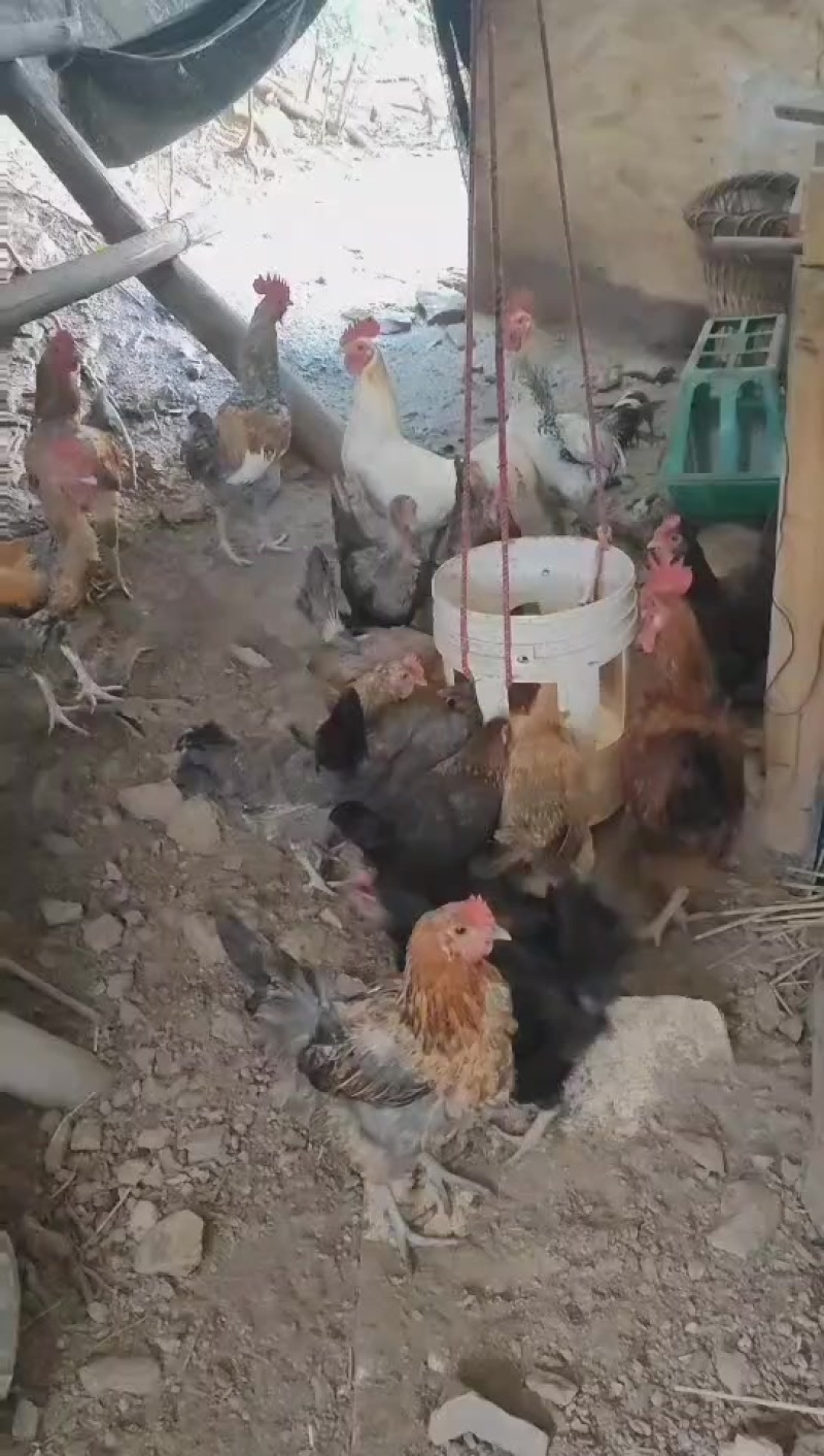 土鸡