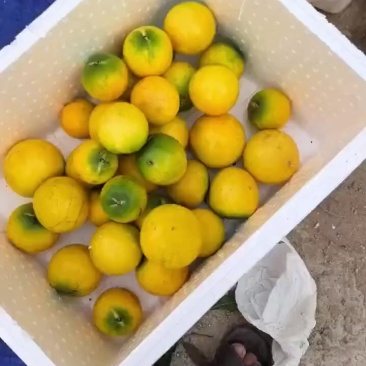 黄晶果.
