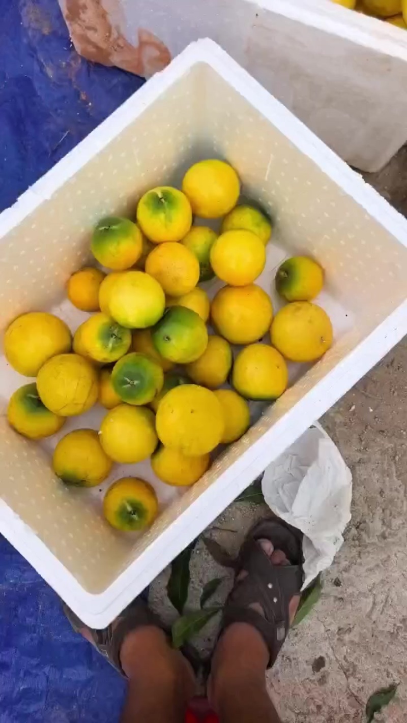 黄晶果.