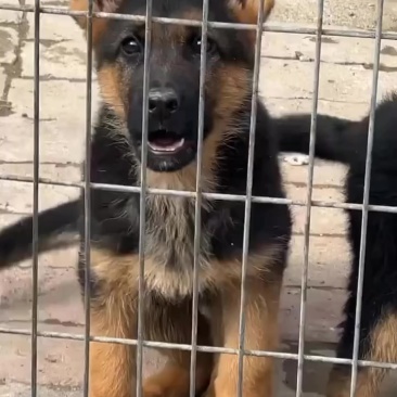 精品德牧犬
