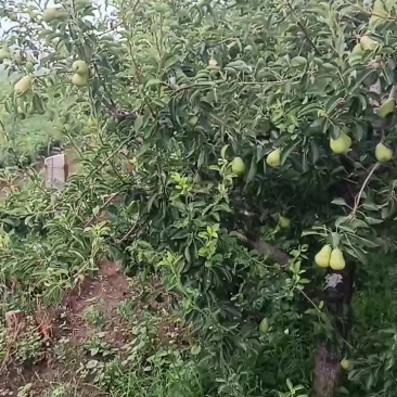 山东省烟台红富士车轴梨太婆梨
