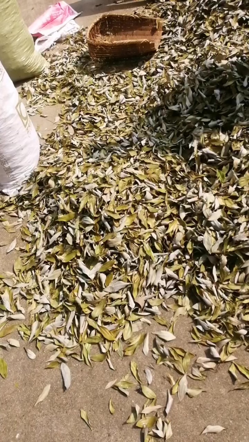 湖南香叶