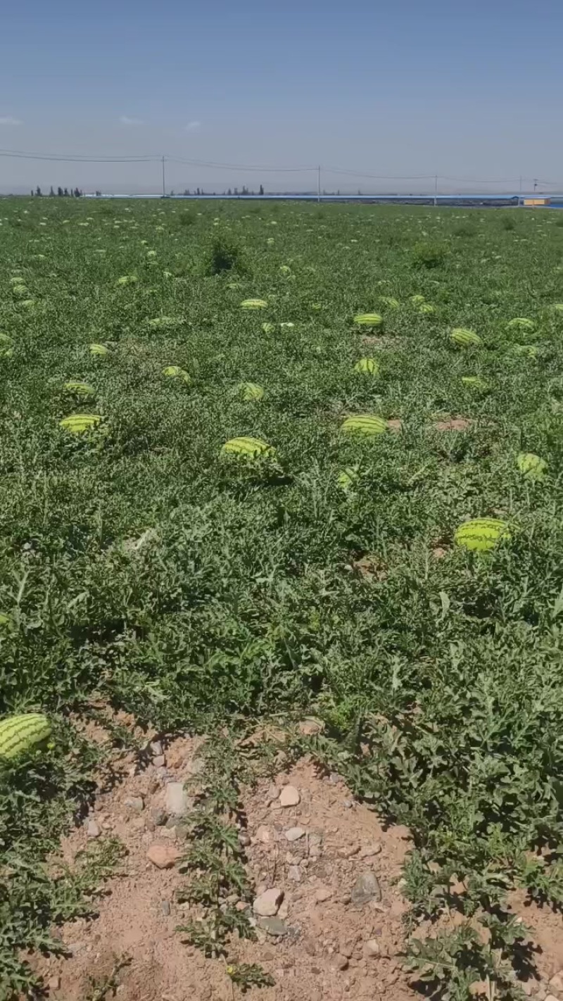 中宁硒砂瓜石头瓜精品