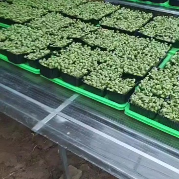 黄豆苗