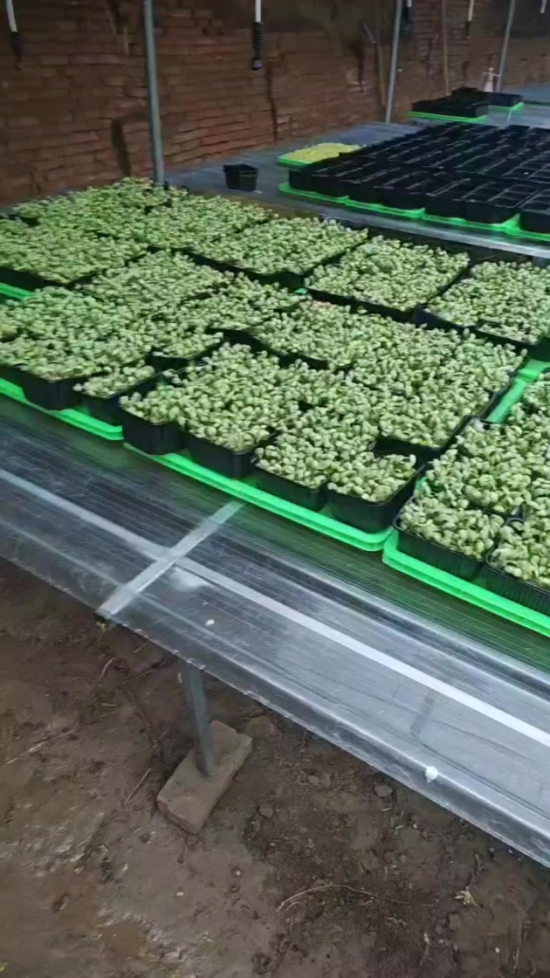 黄豆苗