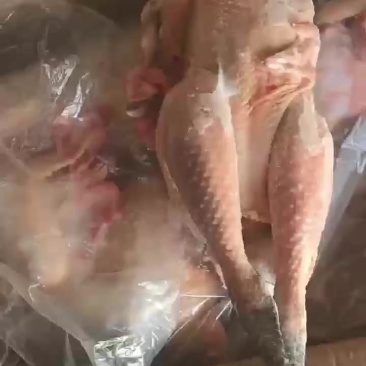 150天的窑鸡有货
