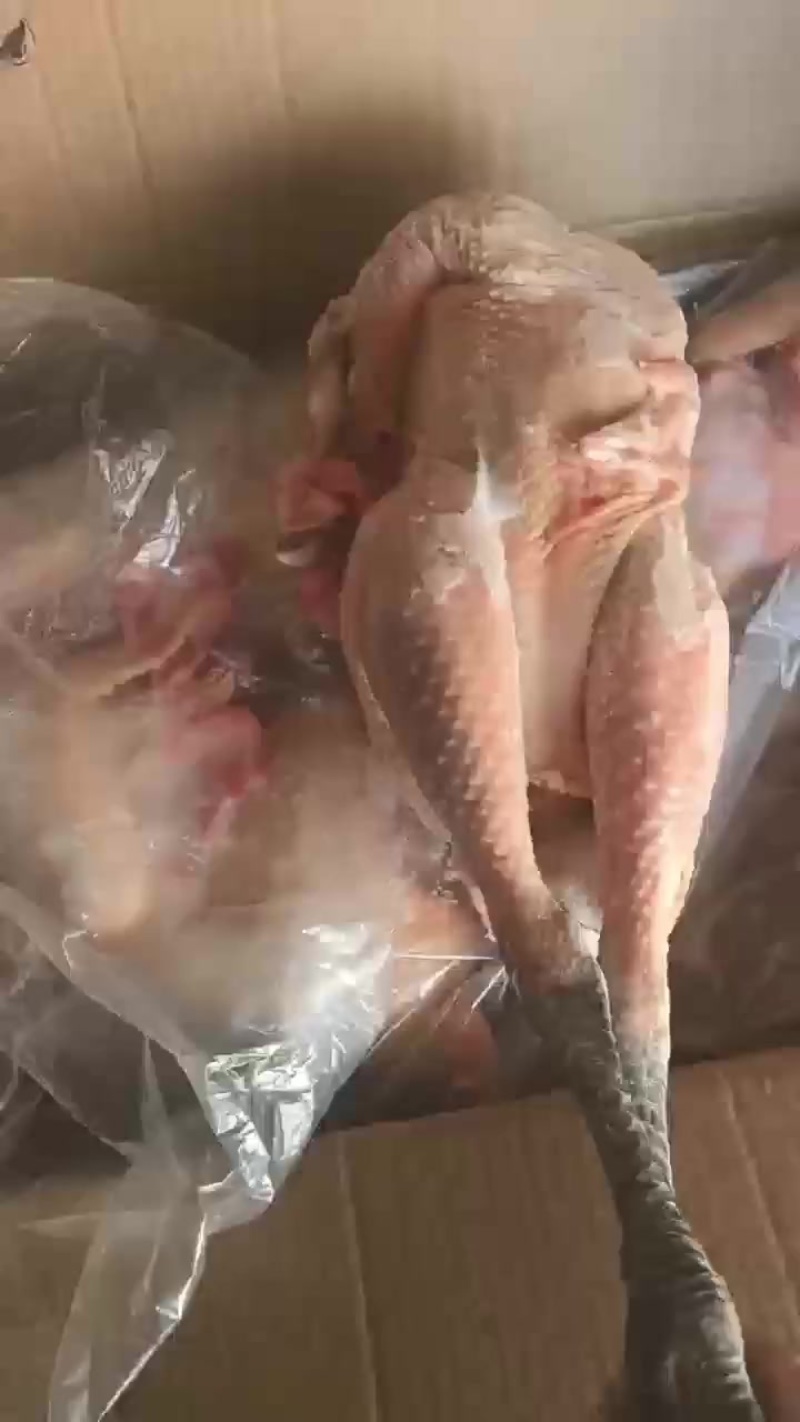 150天的窑鸡有货