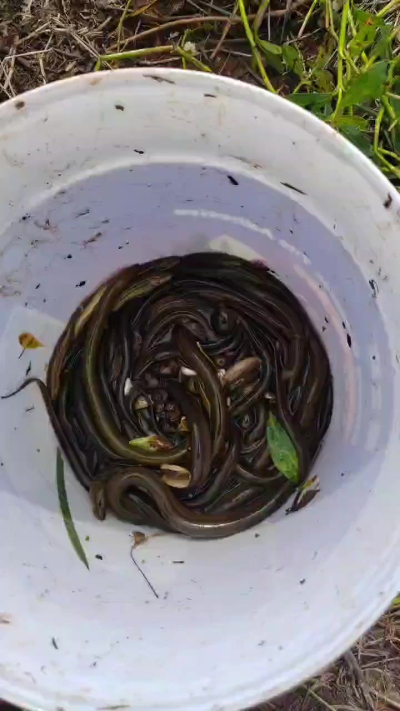 黄鳝