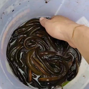 黄鳝