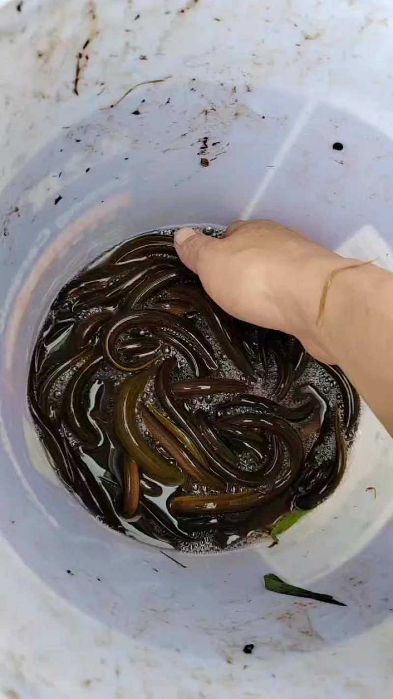 黄鳝