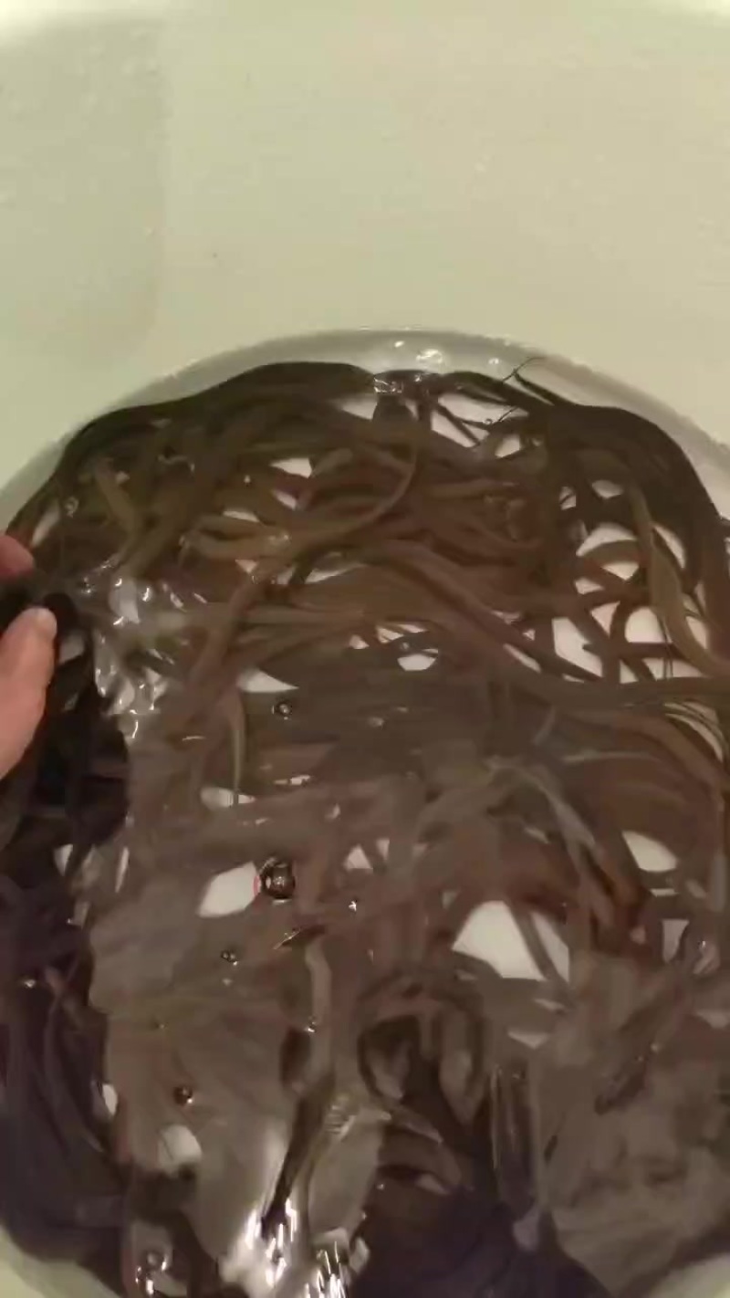 黄鳝