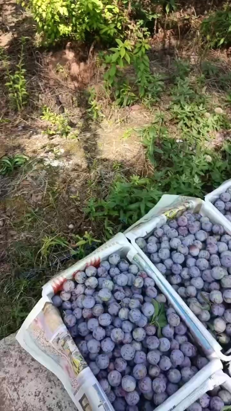 汉源五月脆又甜又脆
