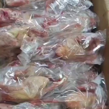 一级6-7量鸽子3万多只