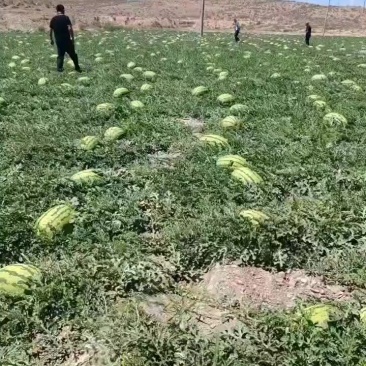 宁夏硒砂瓜，原产地实地看货采摘，诚心合作，