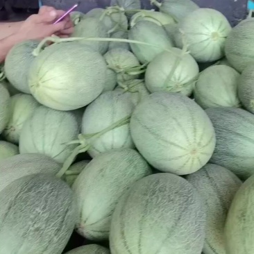 西州蜜25玉菇甜瓜🍈网纹瓜