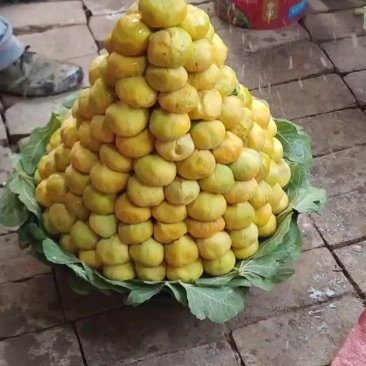 阿图什的无花果