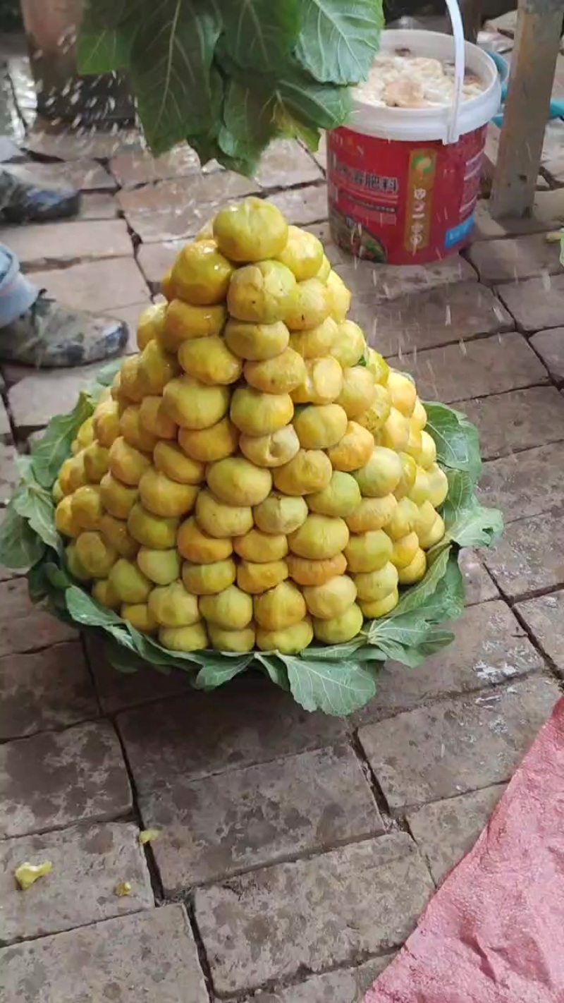 阿图什的无花果