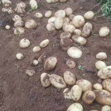 沃土加