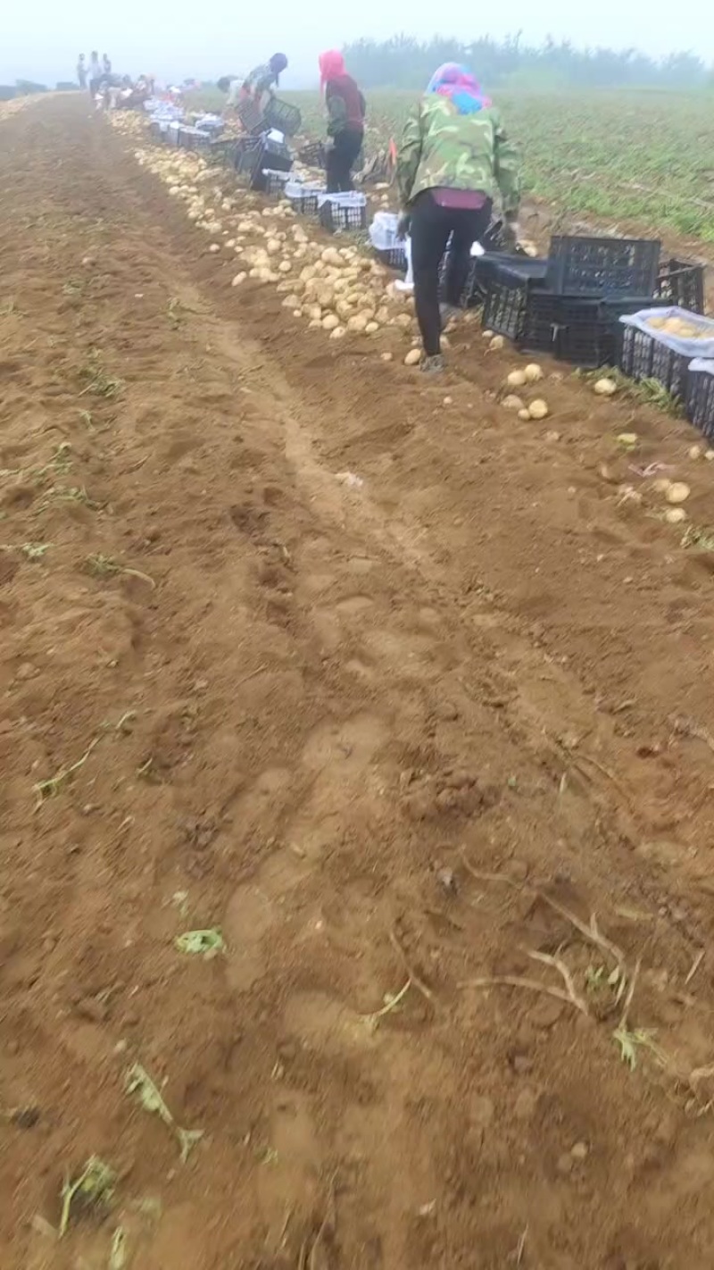 沃土加