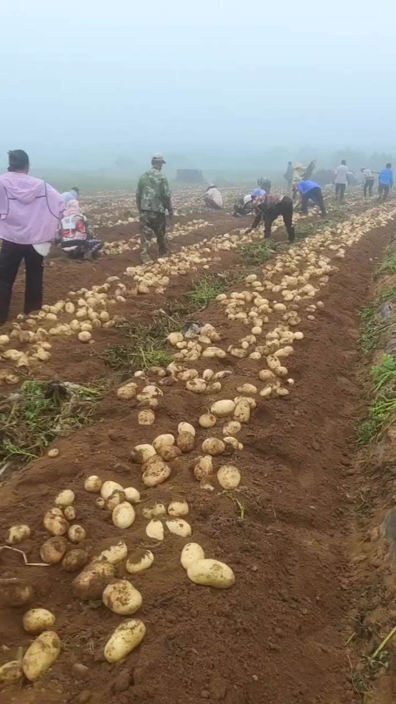 沃土加