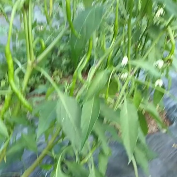 鸡爪辣椒（邹椒）预计半个月青椒上市（100亩）
