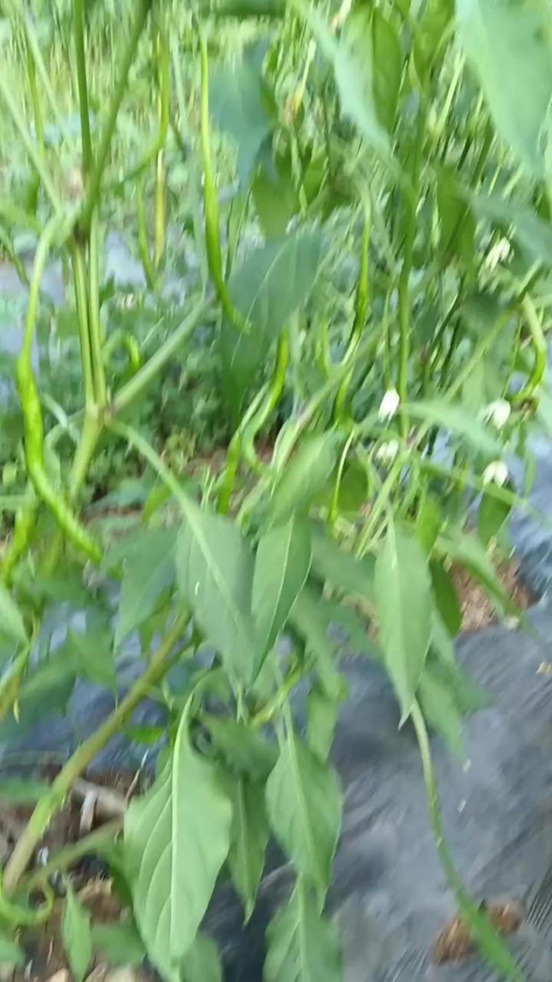 鸡爪辣椒（邹椒）预计半个月青椒上市（100亩）