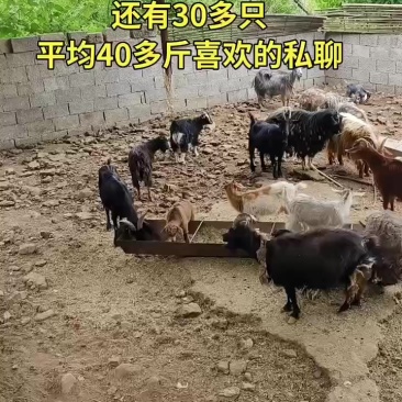 蒙山黑山羊红山羊青山羊