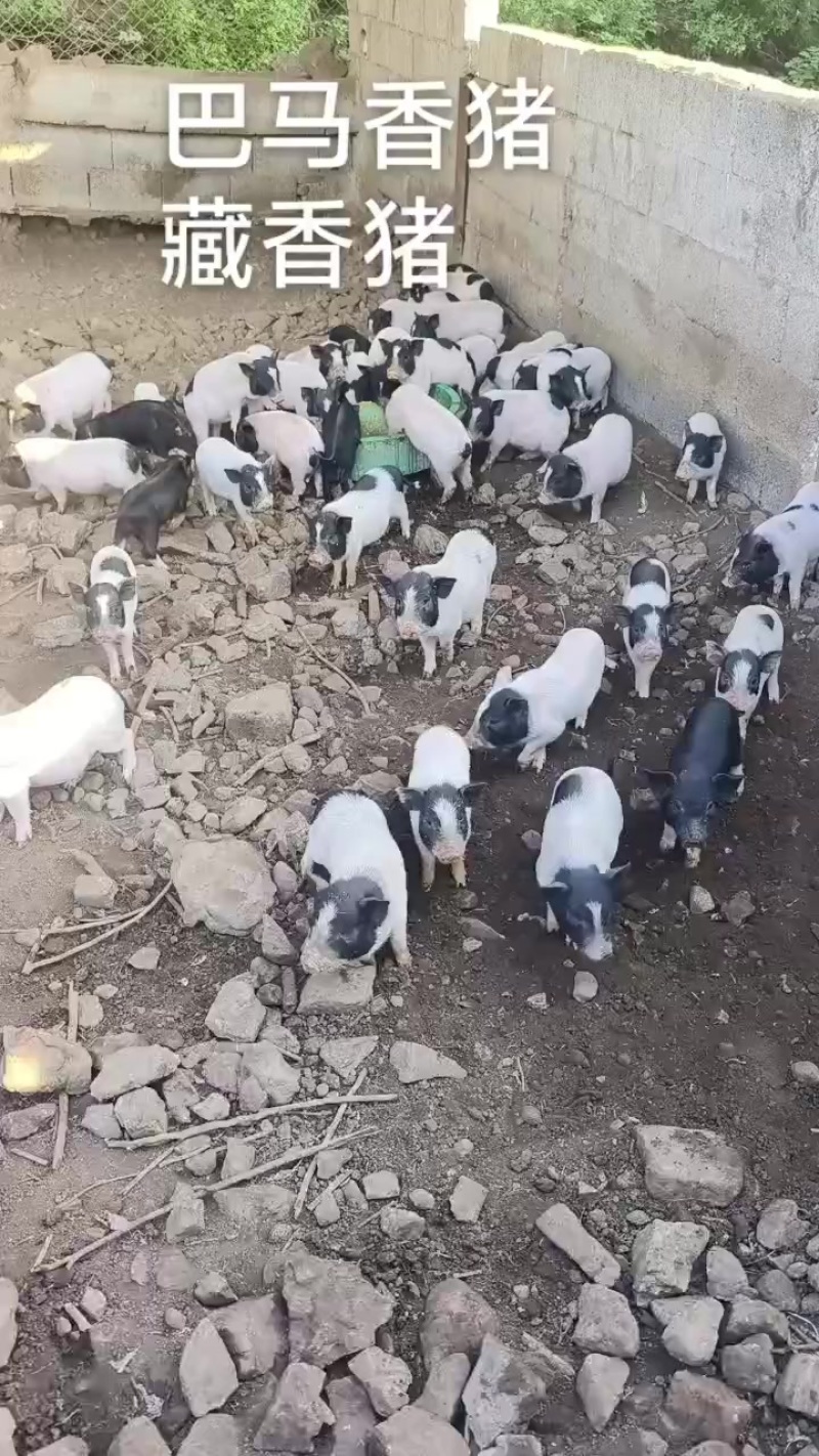 巴马香猪藏香猪