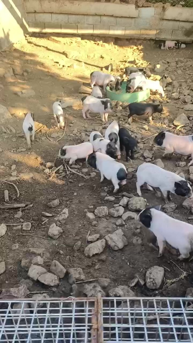 巴马香猪藏香猪