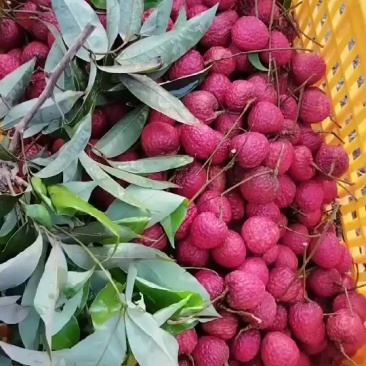 湛江自家果园仙进奉荔枝