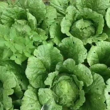 白菜一车200元