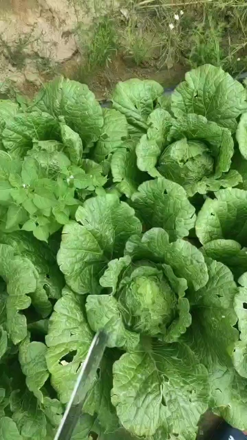 白菜一车200元