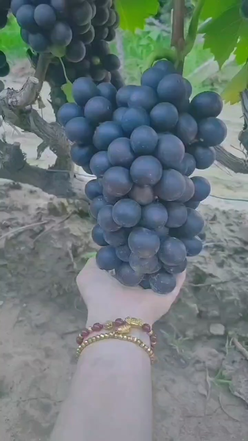 自家种的葡萄