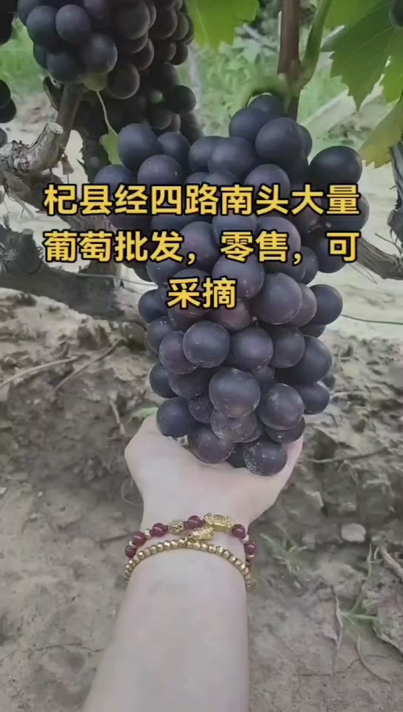 自家种的葡萄