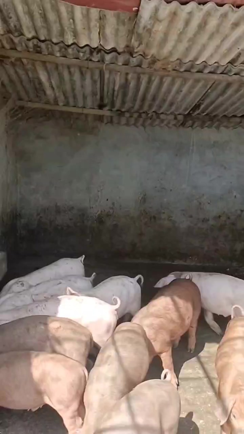 猪，三四十斤，小猪