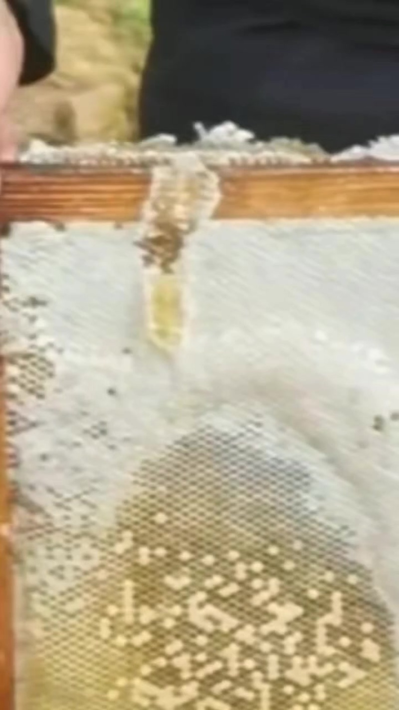 土蜂蜜