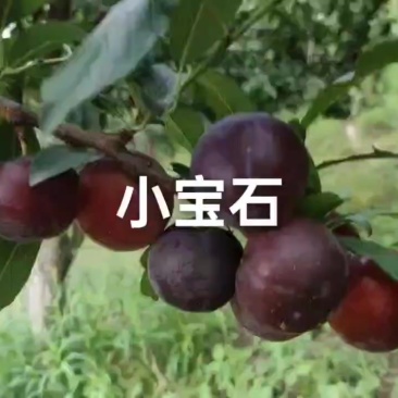 小宝石已大量上市，现在口感纯甜，好吃不贵