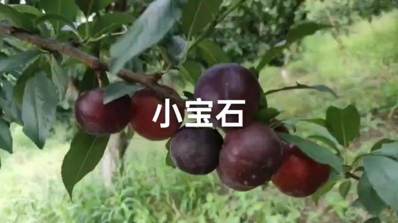 小宝石已大量上市，现在口感纯甜，好吃不贵