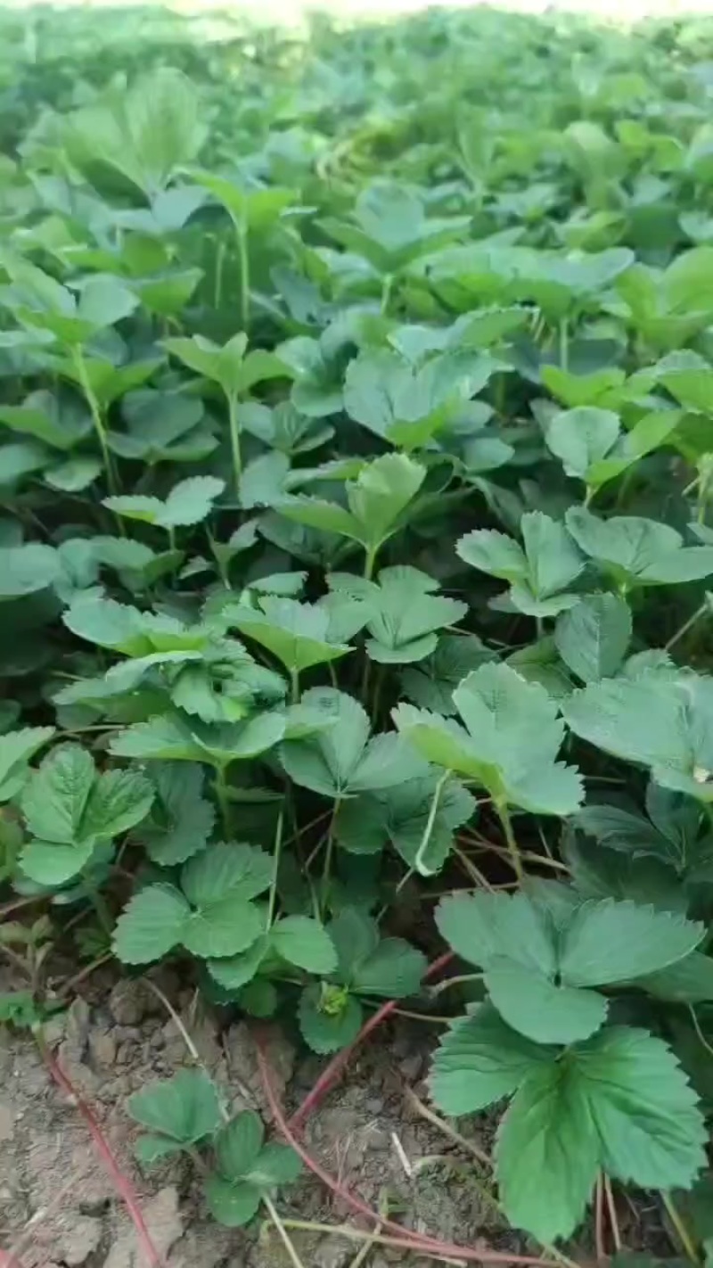 批发各种幼稚草莓苗！有意者电话联系！