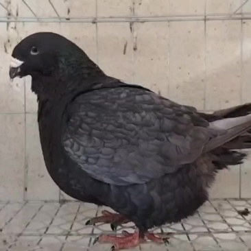 法国龙骑士鸽子