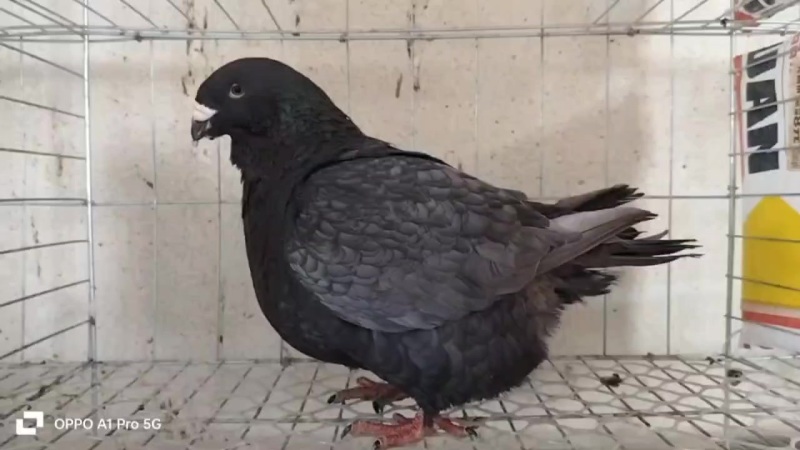 法国龙骑士鸽子