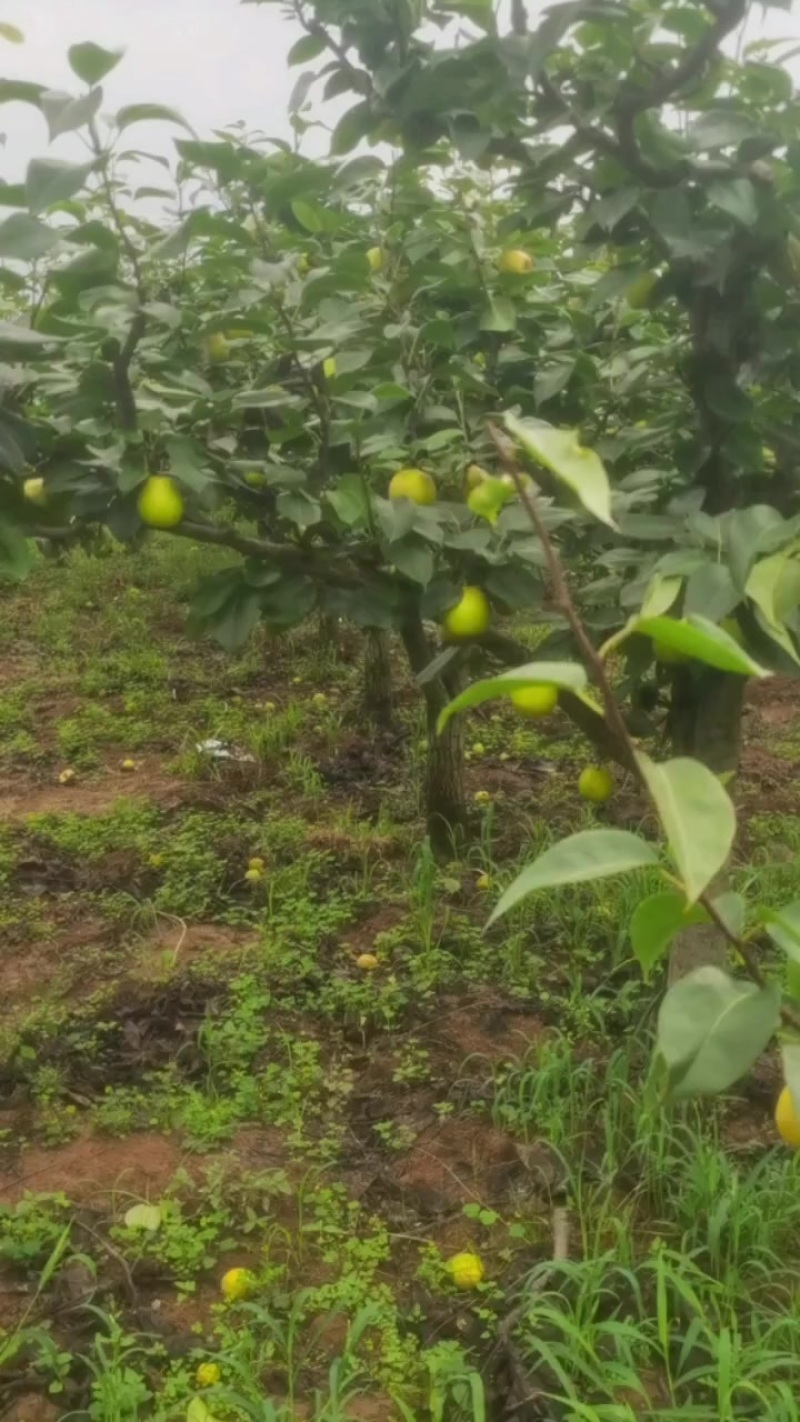 苍溪县翠冠梨