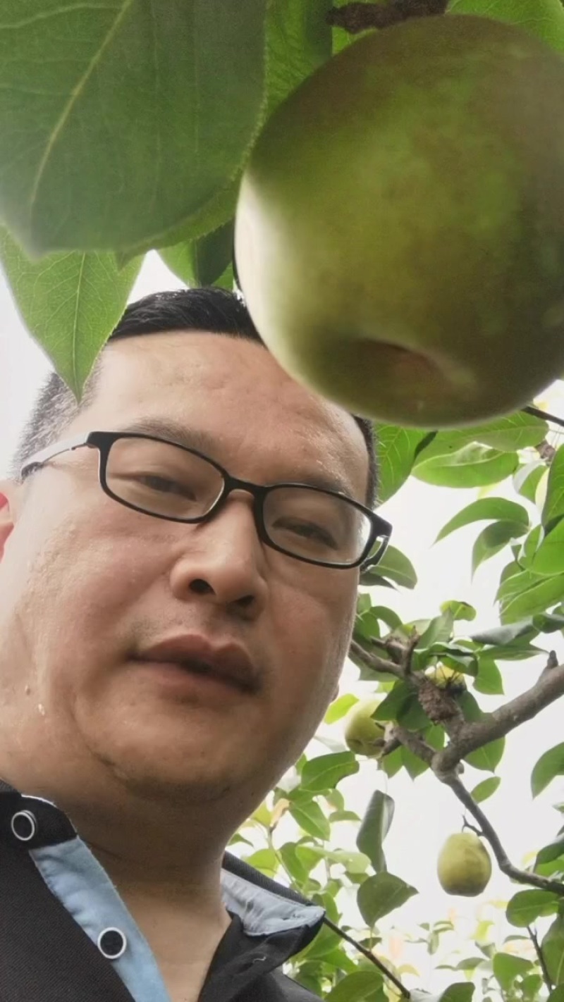 苍溪县翠冠梨