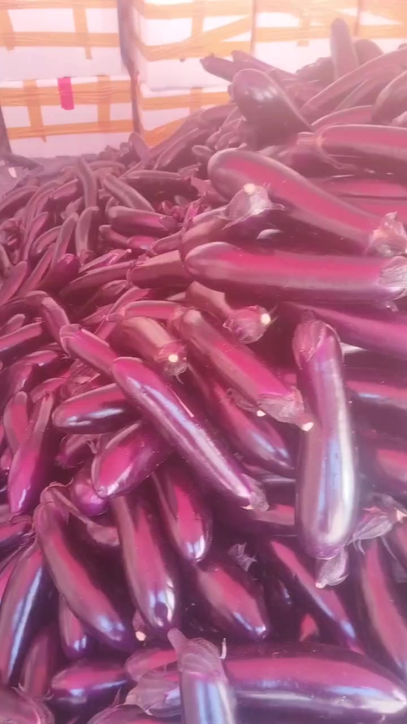贵州安顺茄子