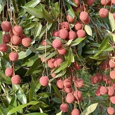 各种荔枝